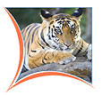 Indian Wildlife Adventure Tour