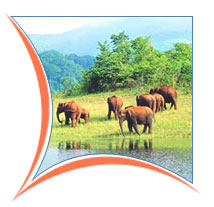 Wild Elephant, Periyar Holiday Vacations