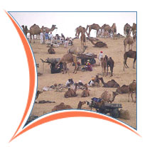 Pushkar Fair, Pushkar Tourism