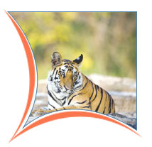 Ranthambore National Park, Ranthambore tourism