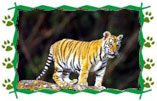 Extensive Tiger Tour