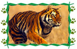 Tiger with Golden Triangle