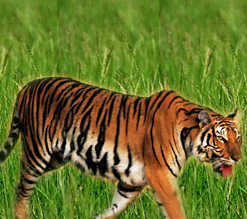 Indian Tiger Tours