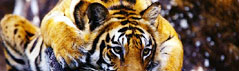 North India Tiger Tour