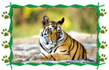 Ranthambore Tiger Tour