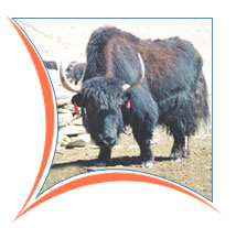 Yak, Ladakh Holiday Vacations