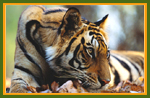 Bandhavgarh Wildlife Vacations