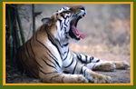 Corbett Wildlife Vacations