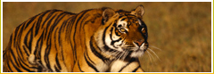 Corbett Wildlife Vacations