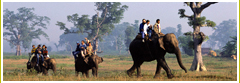 Elephant Safari Tour 