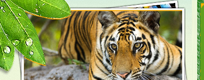 North India wildlife sanctuary, online booking to north India wildlife tour, wildlife national park tour book, wildlife national park in north India