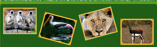 North India wildlife tour, North India wildlife sanctuary, wildlife national park in north India, wildlife luxury tour packages in India, north India wildlife tour itineraries