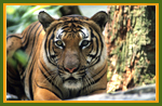 Kanha Wildlife Vacations