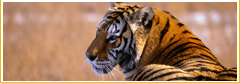 Panna Wildlife Vacations