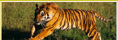 Ranthambore Wildlife Vacations