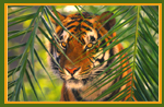 Tiger Wildlife Vacations