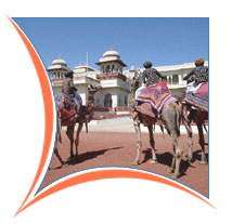 Camels, Rajasthan Vacation Packages