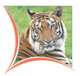 Ranthambore, Tiger