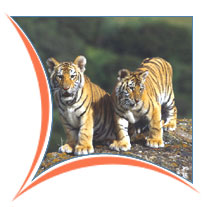 Corbett National Park , Corbett Vacations