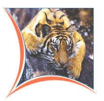 Corbett Wildlife Tour