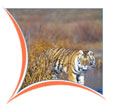 Kanha Wildlife Tour