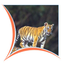 Sariska Jungle, Sariska Tours and Travels