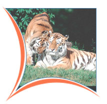 National Park, Kanha Tours and Travels